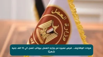 مئات الوظائف.. فرص مميزة من وزارة العمل برواتب تصل إلى 12 ألف جنيه شهريًا